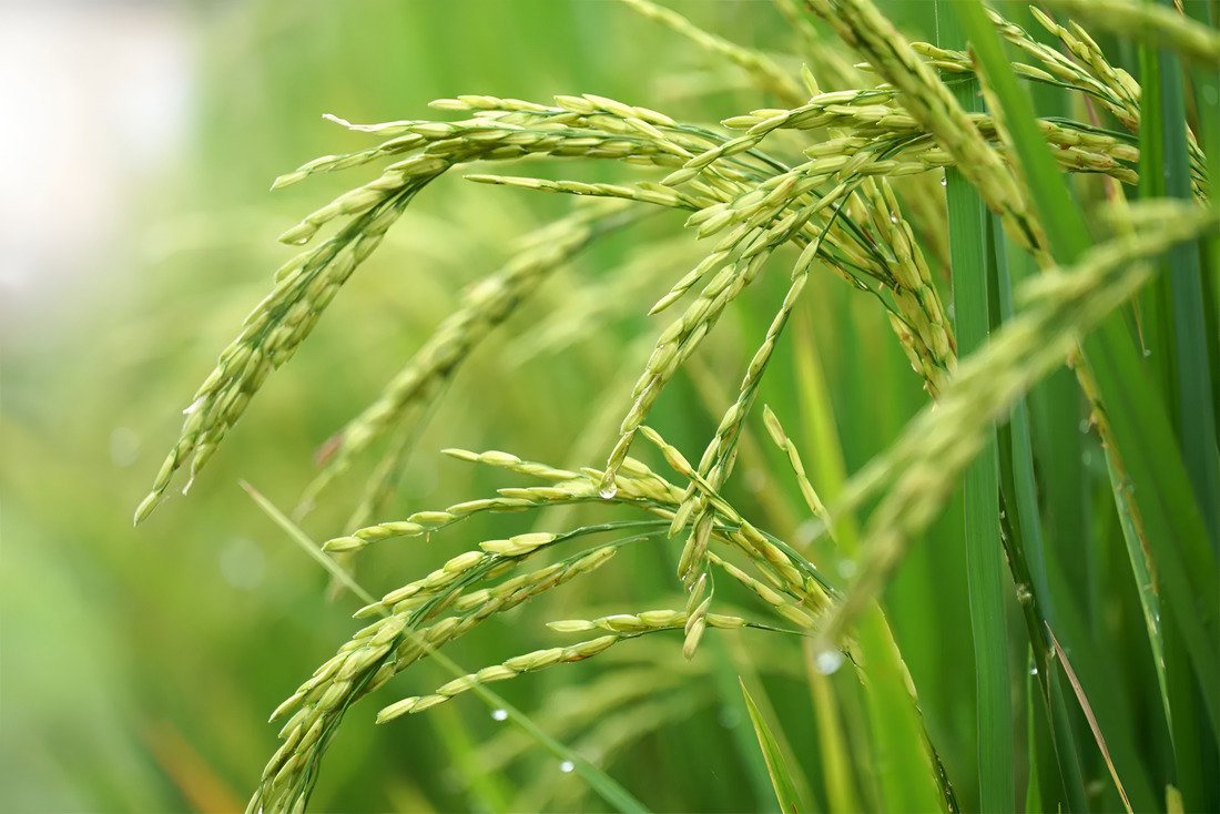 Paddy Best Variety 2026